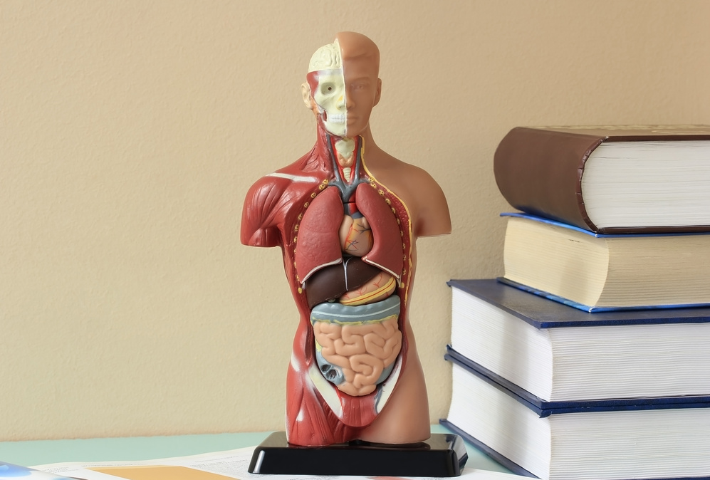 Artificial Model  of the human body.